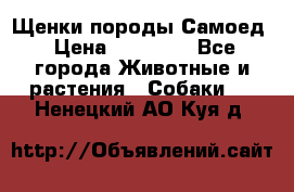 Щенки породы Самоед › Цена ­ 20 000 - Все города Животные и растения » Собаки   . Ненецкий АО,Куя д.